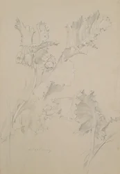 Foglie di papavero
